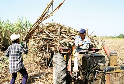 Farmers harvest sugarcane (Photo: SGGP)